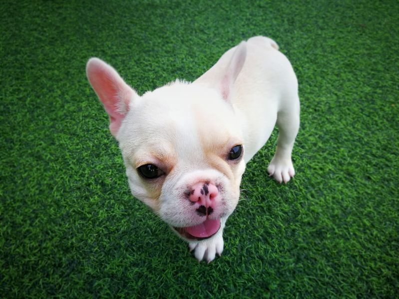 76518123 - white brown french bulldog puppy standing on green artificial grass